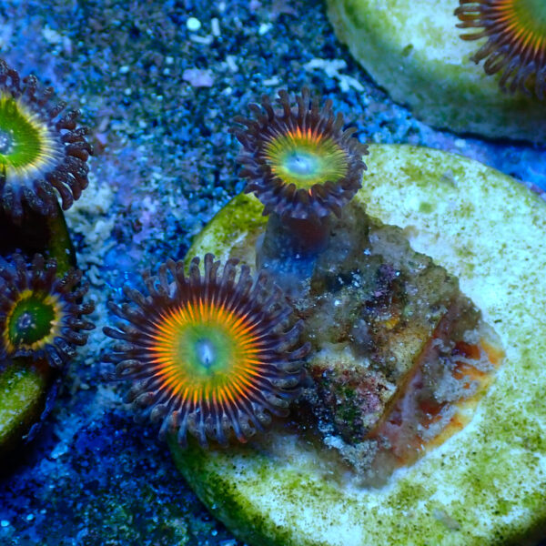 TC Zoanthus Vivid Rainbow - Imagen 2