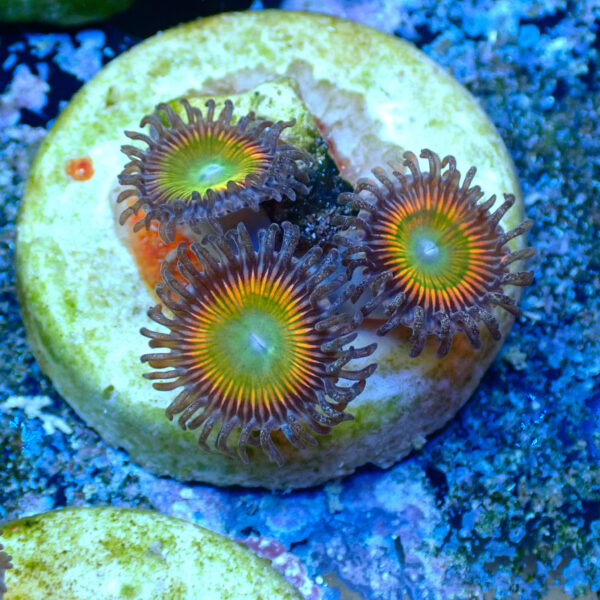 TC Zoanthus Vivid Rainbow - Imagen 2