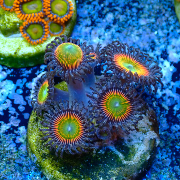 TC Zoanthus Vivid Rainbow - Imagen 2