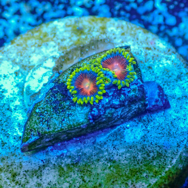 TC Zoanthus Spitfire - Imagen 2