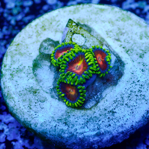 TC Zoanthus Spitfire - Imagen 2