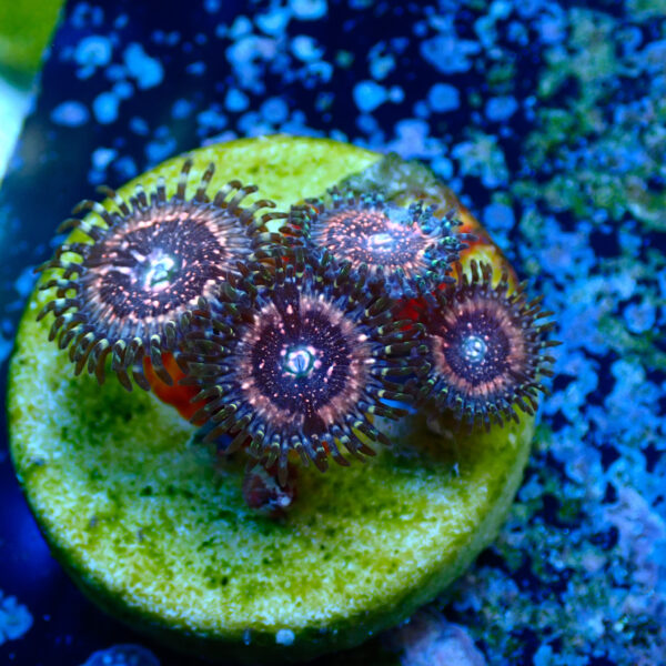 TC Zoanthus Pink Zipper - Imagen 2