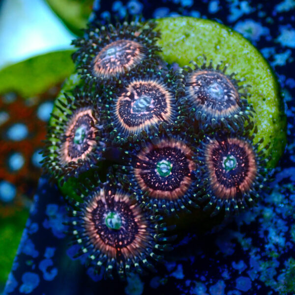 TC Zoanthus Pink Zipper - Imagen 2