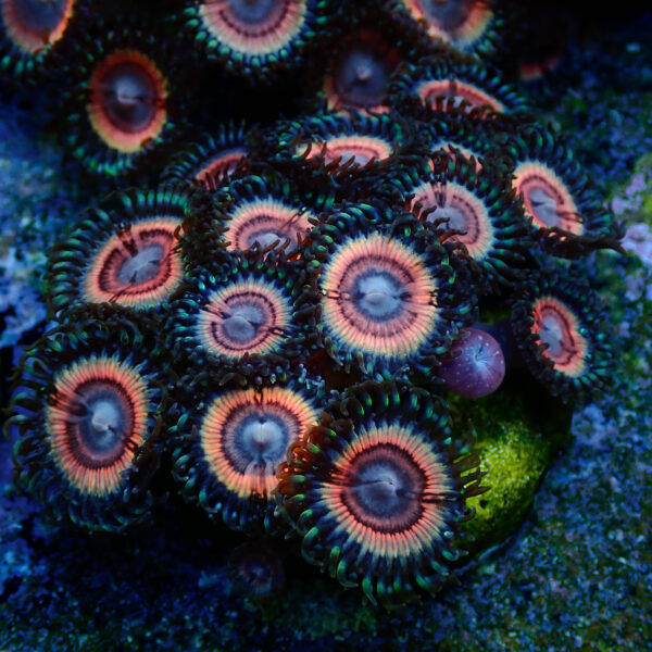 TC Zoanthus Lady Vamp Colonia - Imagen 2