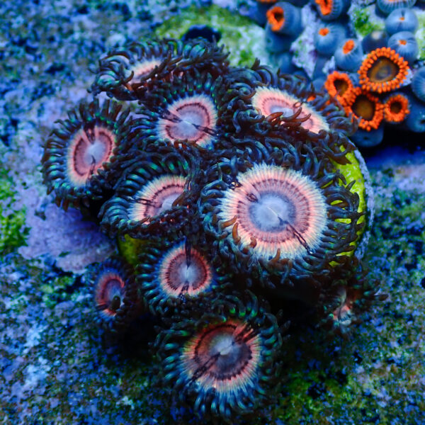 TC Zoanthus Lady Vamp - Imagen 2