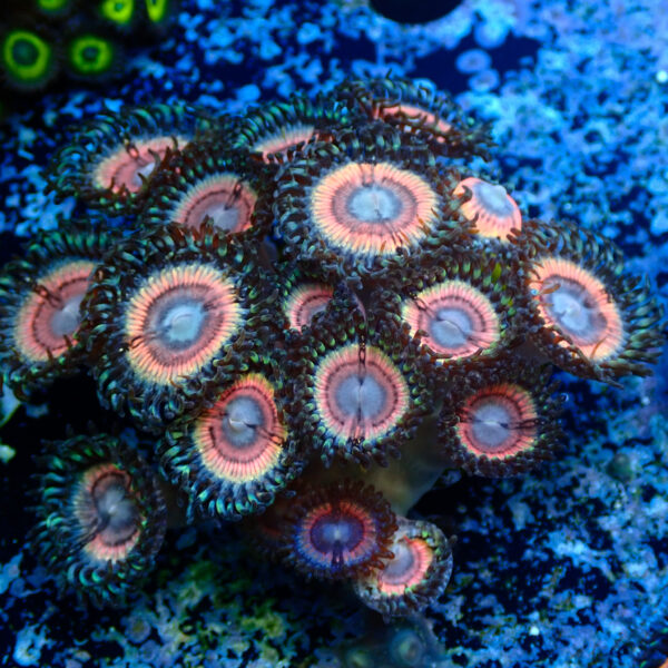 TC Zoanthus Lady Vamp Colonia - Imagen 2