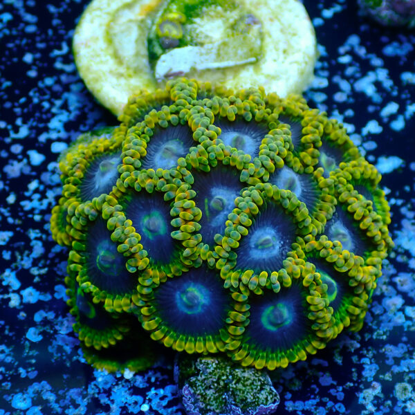 TC Zoanthus Ktar Yoda colonia - Imagen 2