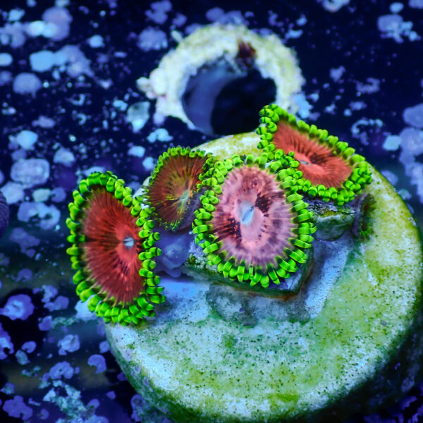 TC Zoanthus Fake Lime Chilli - Imagen 2