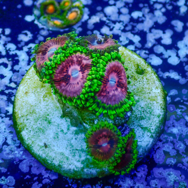 TC Zoanthus Fake Lime Chilli - Imagen 2