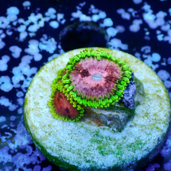 TC Zoanthus Fake Lime Chilli - Imagen 2