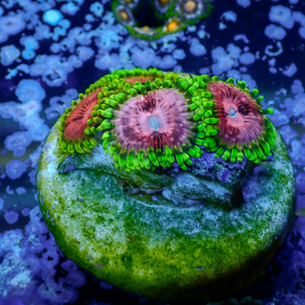 TC Zoanthus Fake Lime Chilli - Imagen 2