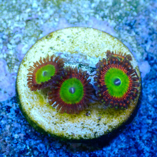 TC Zoanthus Bowser - Imagen 2