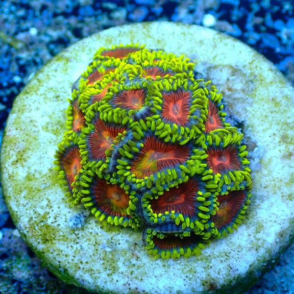 TC Zoanthus Spitfire mini colonia - Imagen 2