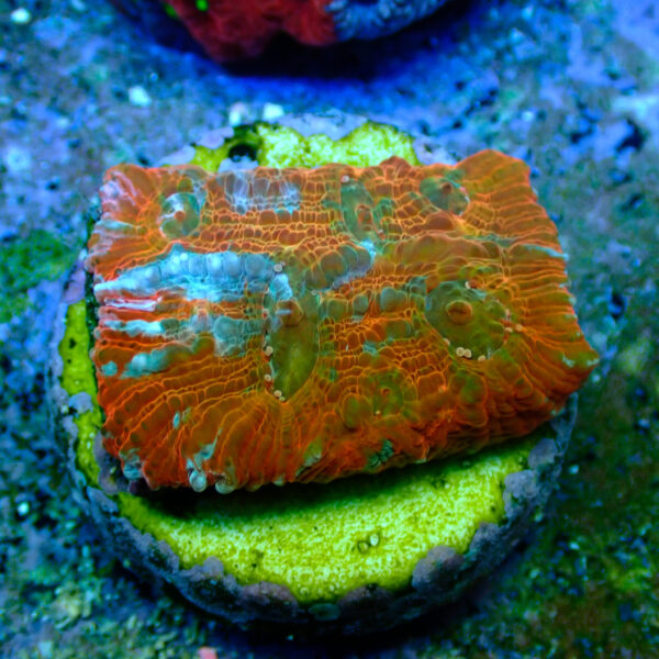 TC Chalice Tile - Imagen 2
