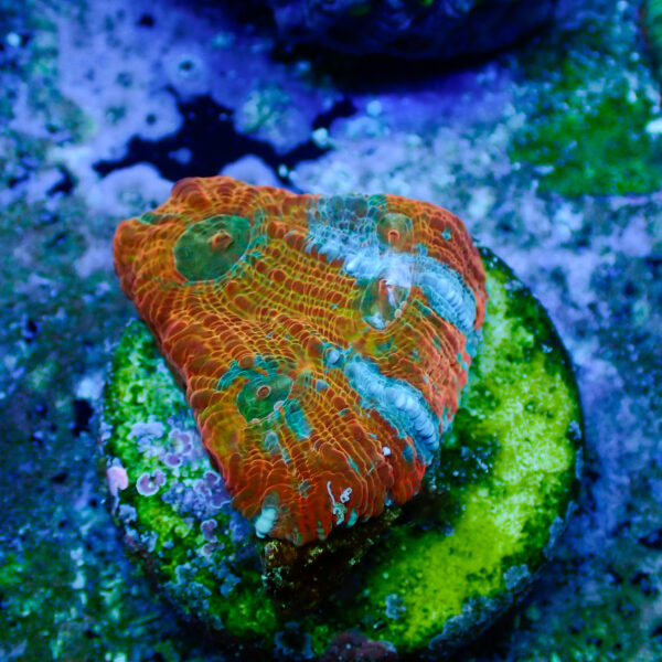 TC Chalice Tile - Imagen 2
