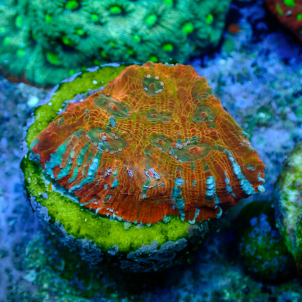 TC Chalice Tile - Imagen 2