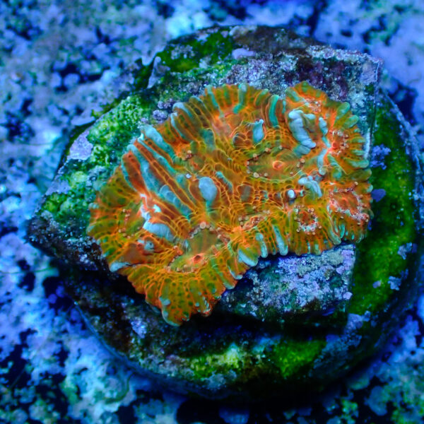 TC Chalice Tile - Imagen 2