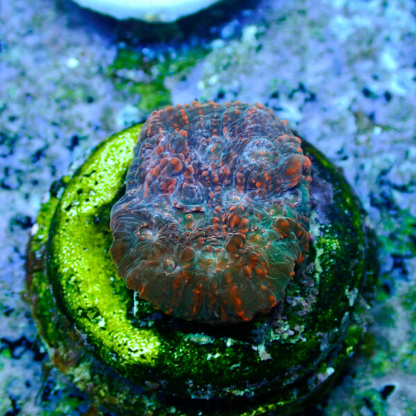 TC Chalice Tropical Vulcano - Imagen 2