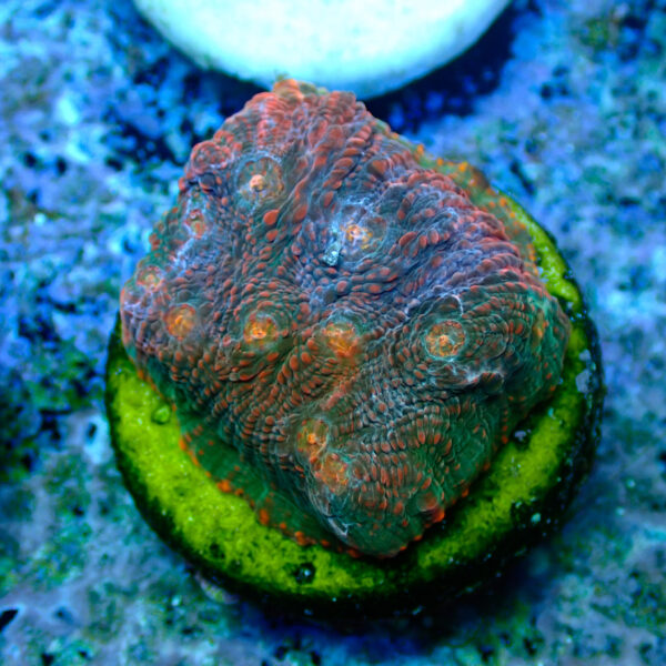 TC Chalice Tropical Vulcano - Imagen 2