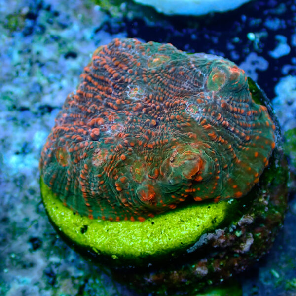 TC Chalice Tropical Vulcano - Imagen 2
