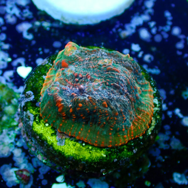 TC Chalice Tropical Vulcano - Imagen 2