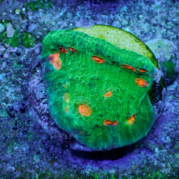 TC Chalice Emerald Mummy Eye - Imagen 2
