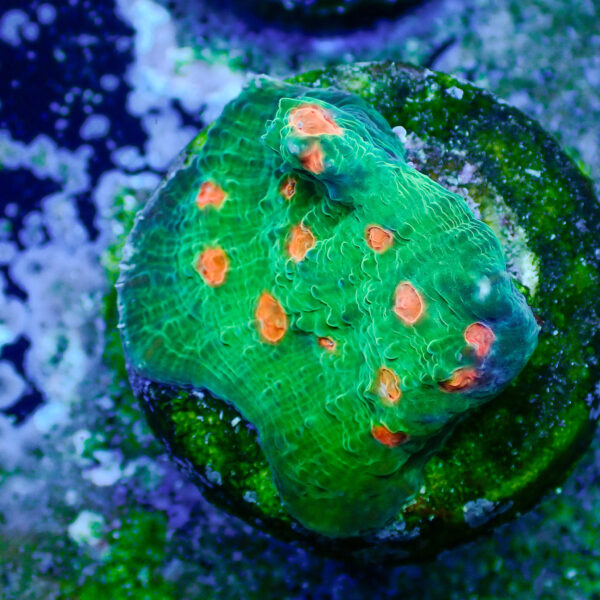 TC Chalice Emerald Mummy Eye - Imagen 2