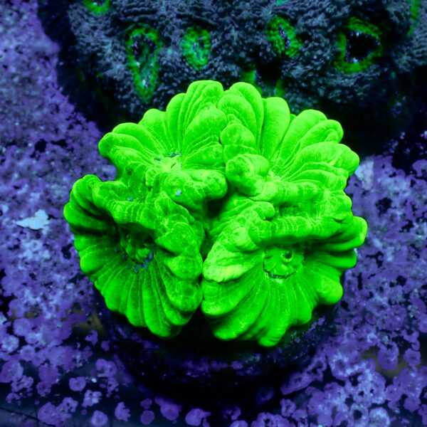 TC Caulastrea Hulk - Imagen 2