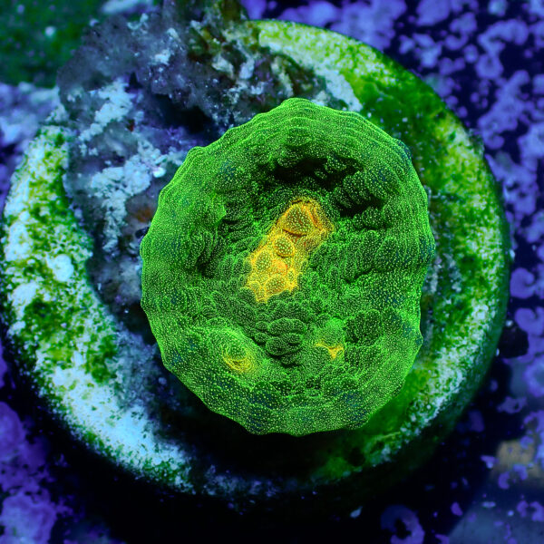 TC Chalice Space Invader Frag S - Imagen 2