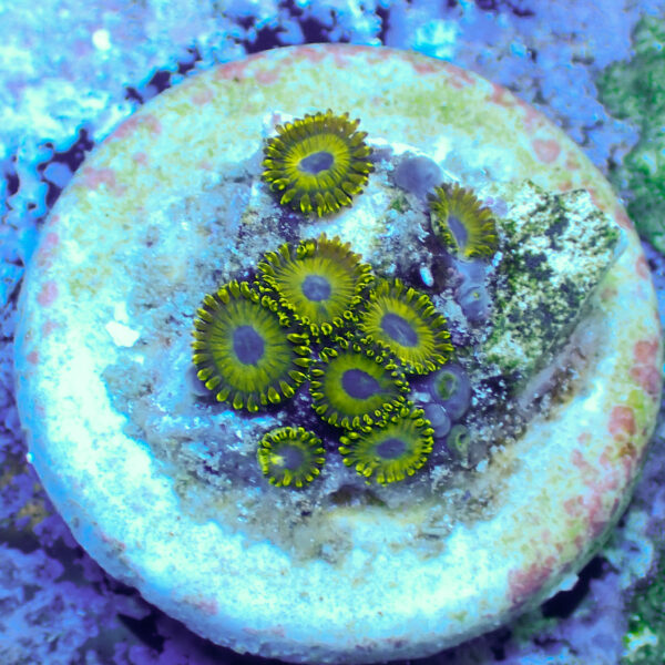 TC Zoanthus Gold Hornets - Imagen 2