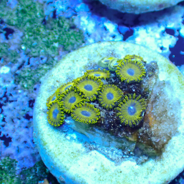 TC Zoanthus Gold Hornets - Imagen 2