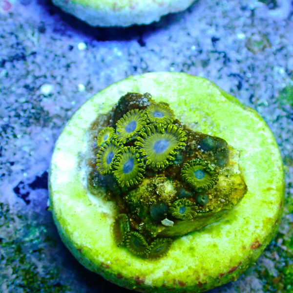 TC Zoanthus Gold Hornets - Imagen 2