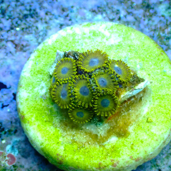 TC Zoanthus Gold Hornets - Imagen 2