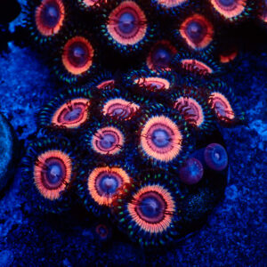 TC Zoanthus Lady Vamp Colonia