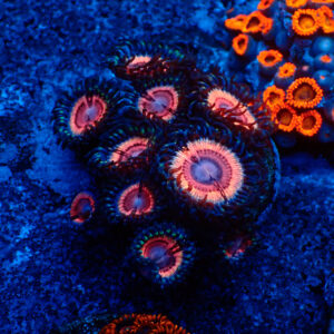 TC Zoanthus Lady Vamp