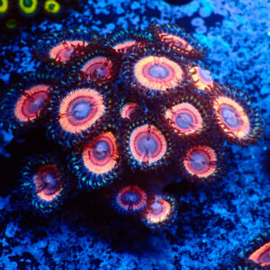 TC Zoanthus Lady Vamp Colonia
