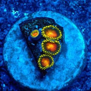 TC Zoanthus Dragon Eyes