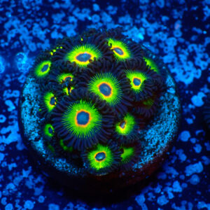 TC Zoanthus Rasta Cousin