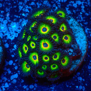 TC Zoanthus Rasta Cousin