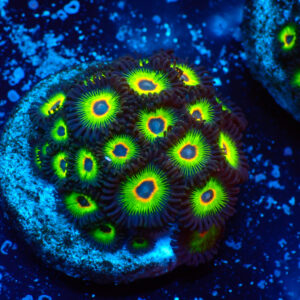 TC Zoanthus Rasta Cousin