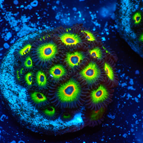 TC Zoanthus Rasta Cousin