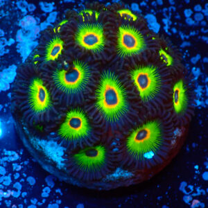 TC Zoanthus Rasta Cousin