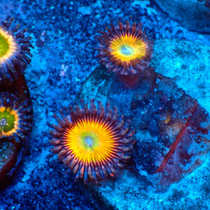 TC Zoanthus Vivid Rainbow