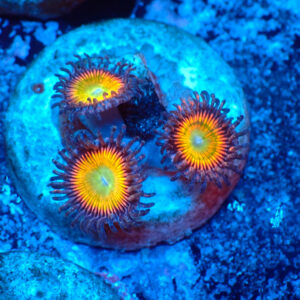 TC Zoanthus Vivid Rainbow