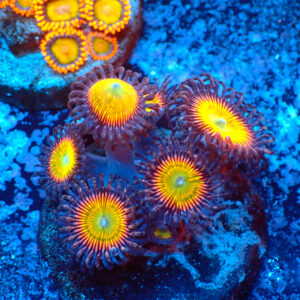 TC Zoanthus Vivid Rainbow