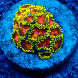 TC Zoanthus Spitfire mini colonia