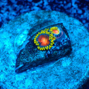 TC Zoanthus Spitfire
