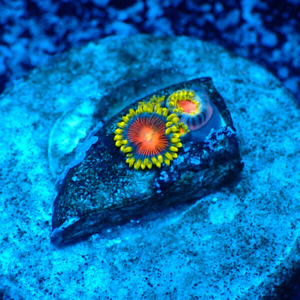 TC Zoanthus Spitfire