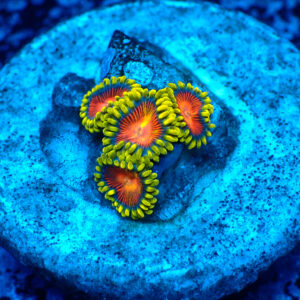 TC Zoanthus Spitfire