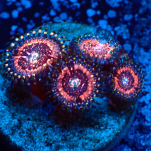 TC Zoanthus Pink Zipper
